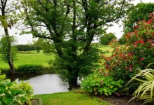 Photo of Kako zaštiti biljke u vrućim ljetnim danima?